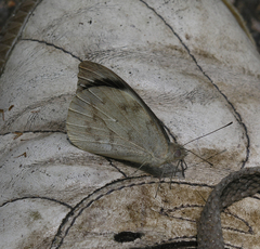 Appias indra thronion