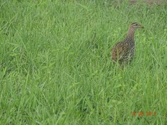 Pternistis bicalcaratus