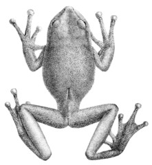 Bromeliad Marsupial Frog photo 2