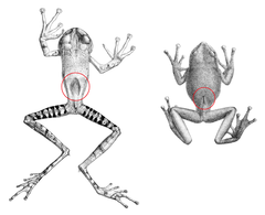 Bromeliad Marsupial Frog photo 3