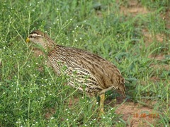 Pternistis bicalcaratus