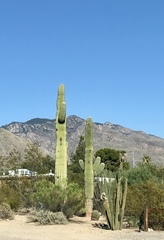 Carnegiea gigantea