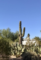 Carnegiea gigantea