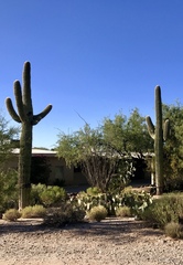 Carnegiea gigantea