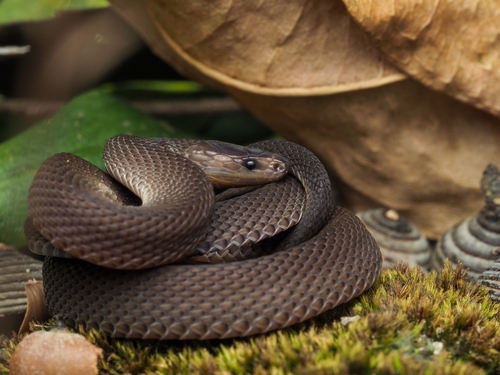 Achalinus rufescens Boulenger, 1888