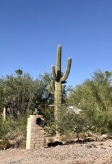 Carnegiea gigantea