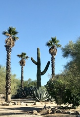Carnegiea gigantea