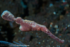 Solenostomus halimeda