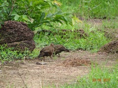 Ptilopachus petrosus