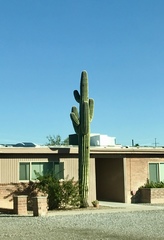 Carnegiea gigantea