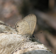 Prosotas nora ardates