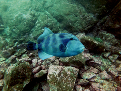 Pseudobalistes naufragium