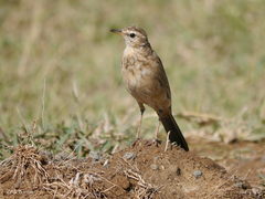 Anthus leucophrys goodsoni