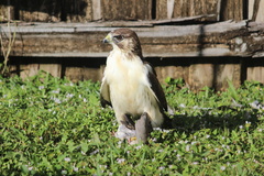 Short-Tailed Hawk photo 3