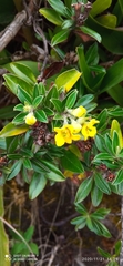 Columellia oblonga