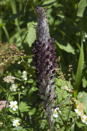 Pedicularis atropurpurea