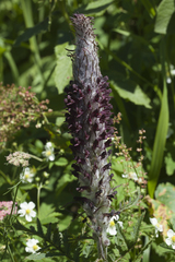 Pedicularis atropurpurea