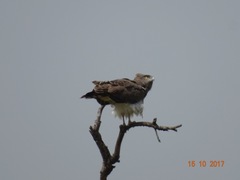 Circaetus beaudouini