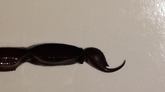 Centruroides flavopictus