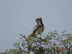Circaetus beaudouini