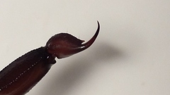 Centruroides flavopictus