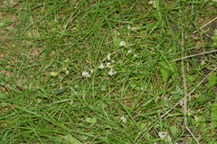 Corrigiola litoralis