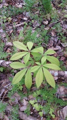 Aesculus indica