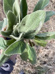 Verbascum thapsus