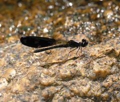 Aristocypha fenestrella