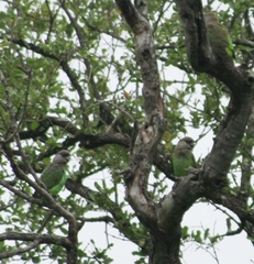 Poicephalus cryptoxanthus cryptoxanthus