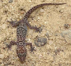 Pachydactylus maraisi