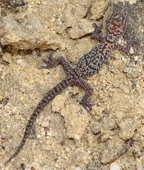Pachydactylus maraisi