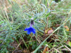 Glandora diffusa