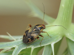 Cyphodema instabilis