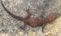 Pachydactylus maraisi