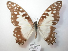 Graphium angolanus