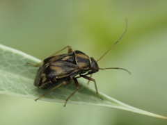 Cyphodema instabilis