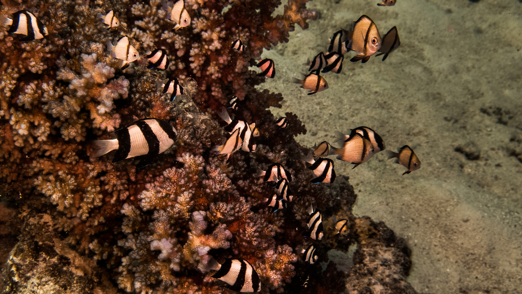 Banded dascyllus