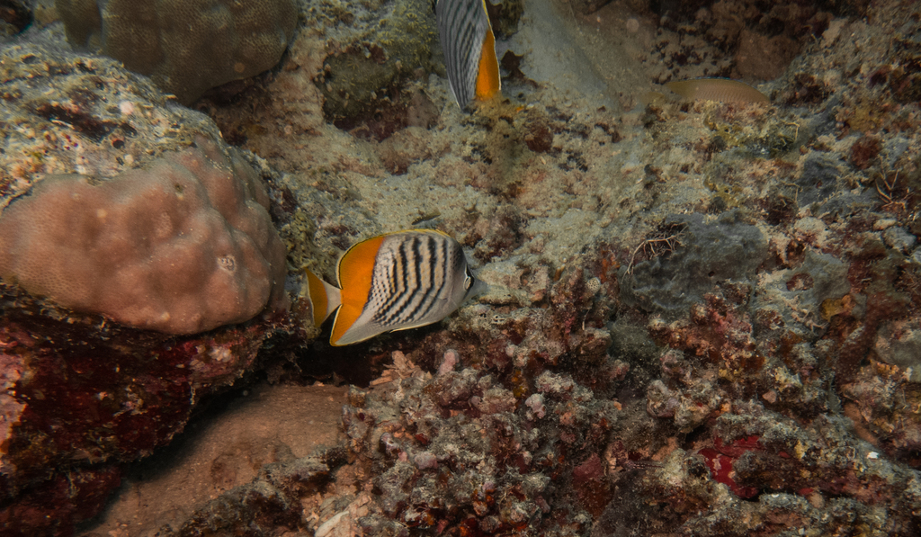 Atoll Butterflyfish