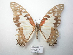 Graphium angolanus