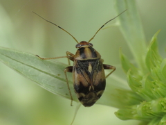 Cyphodema instabilis