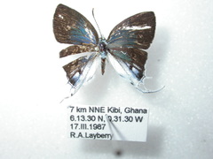 Hypolycaena lebona lebona