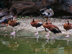 Dendrocygna autumnalis