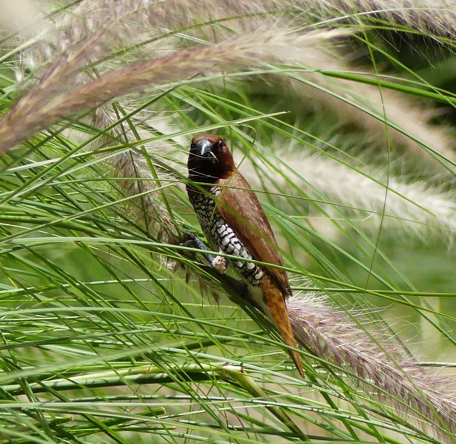 Scaly-breasted Munia