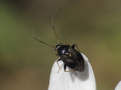 Cyphodema instabilis