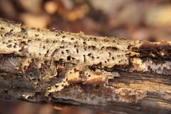 Xylariomycetidae