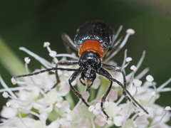 Anogcodes fulvicollis
