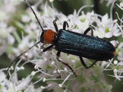 Anogcodes fulvicollis