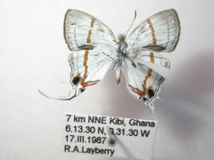 Hypolycaena lebona lebona