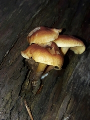 Gymnopilus picreus